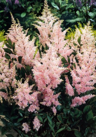 ASTILBE  Crispa Liliput